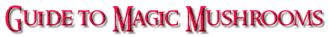 Guide to magic mushrooms
