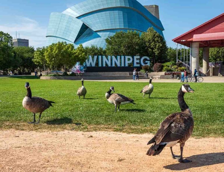 Where can i buy Magic Mushrooms in Winnipeg